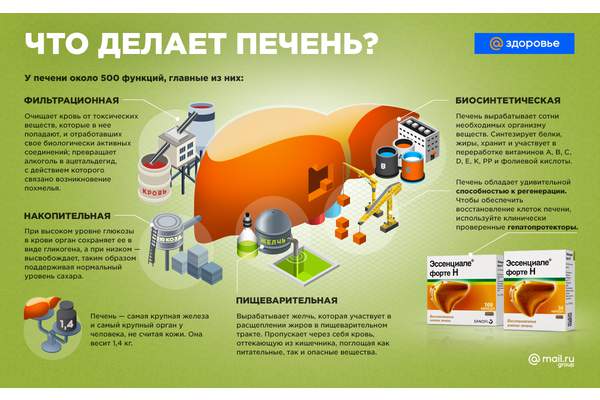 Как сберечь терпеливую и трудолюбивую печень Как сберечь терпеливую и трудолюбивую печень
