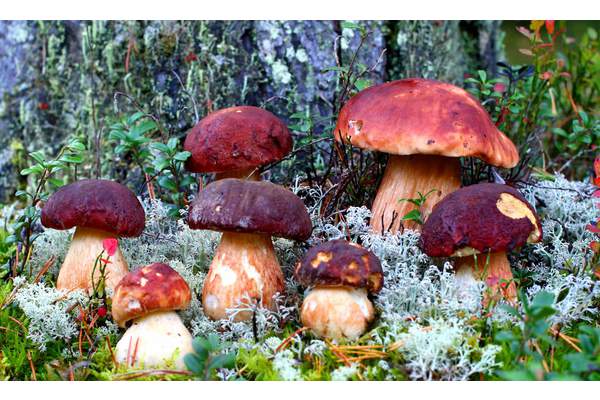 Какие болезни помогут вылечить лесные грибы?