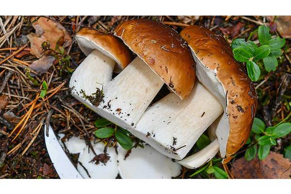 Белые грибы замедляют старение организма