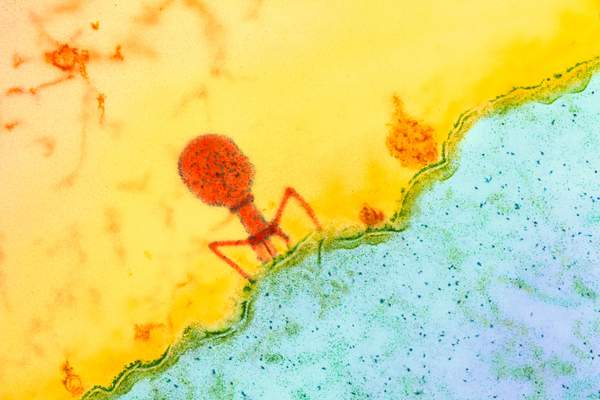 Вирусы атакуют бактерии с помощью «железного бура»