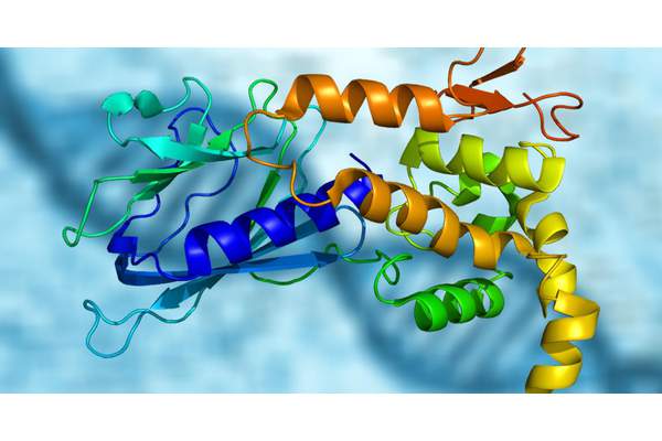 Фермент NEIL1 препятствует возникновению рака печени