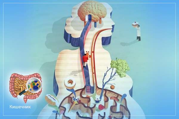 Почему кишечник можно расценивать как второй мозг