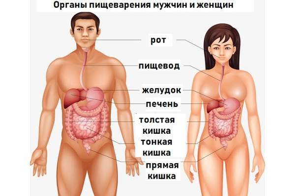 Отличия системы пищеварения у женщин и мужчин