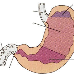 Секреторная функция желудка у больных с тяжелым течением язвенной болезни двенадцатиперстной кишки.